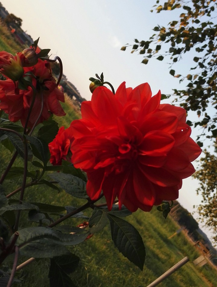 Flower