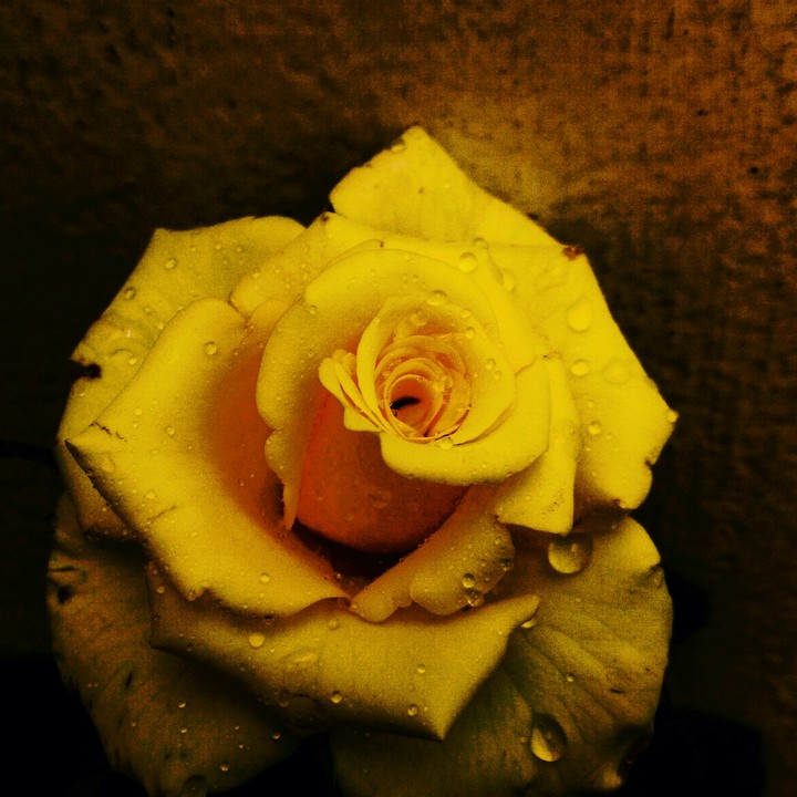 rose(yellow)