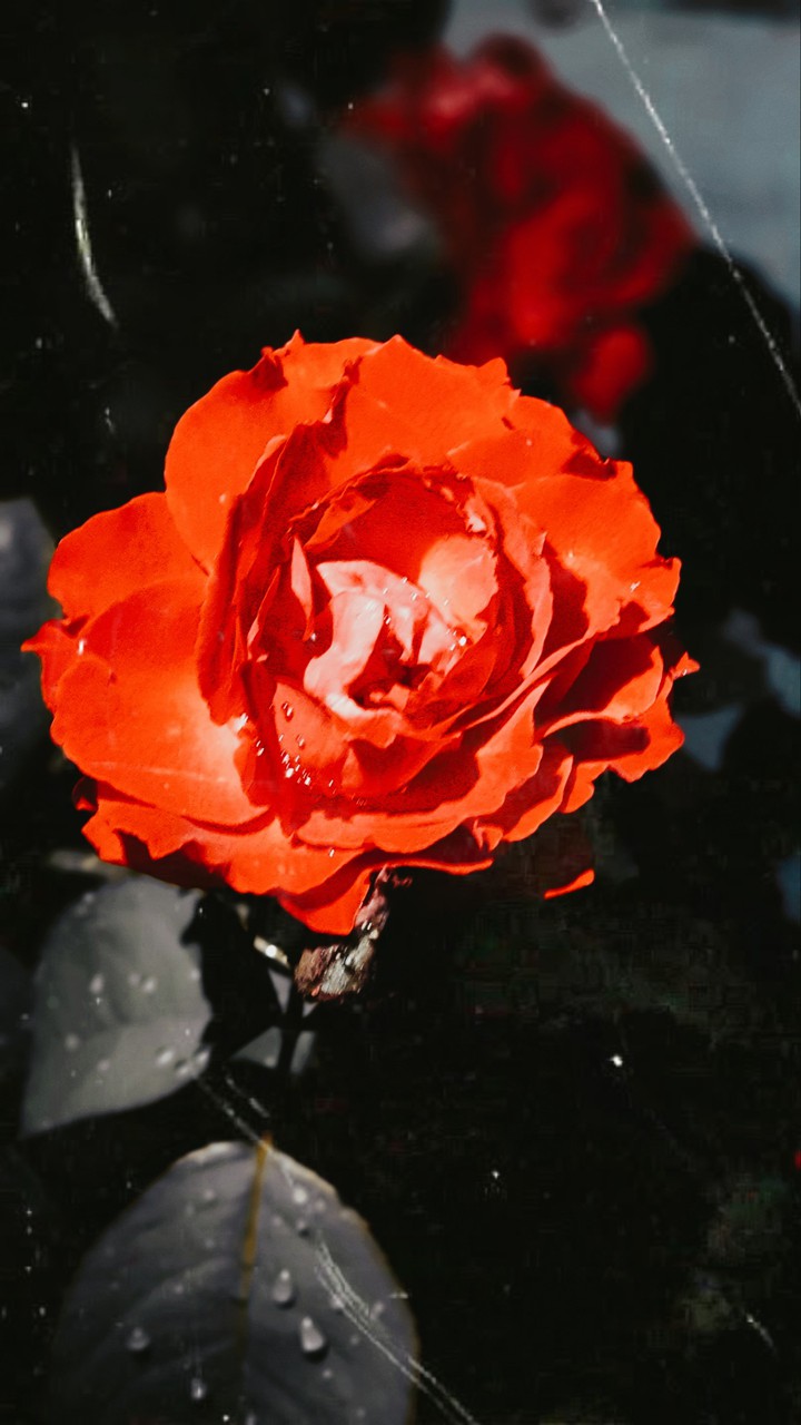rose
