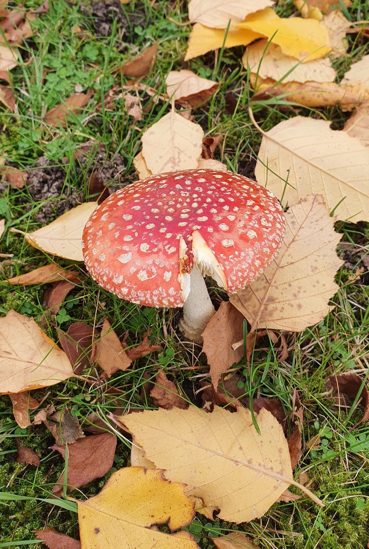 mushroom