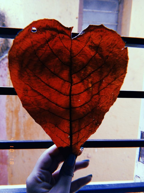 tapety organ, nature