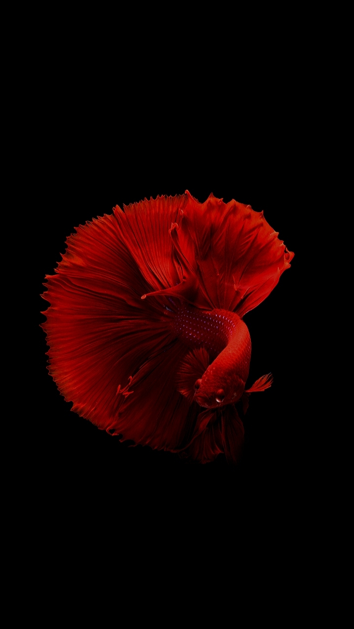red fish