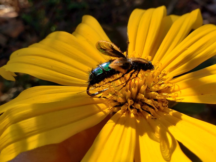 Mosca