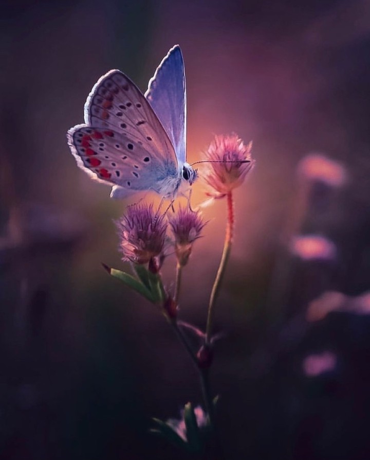 in the meadow...