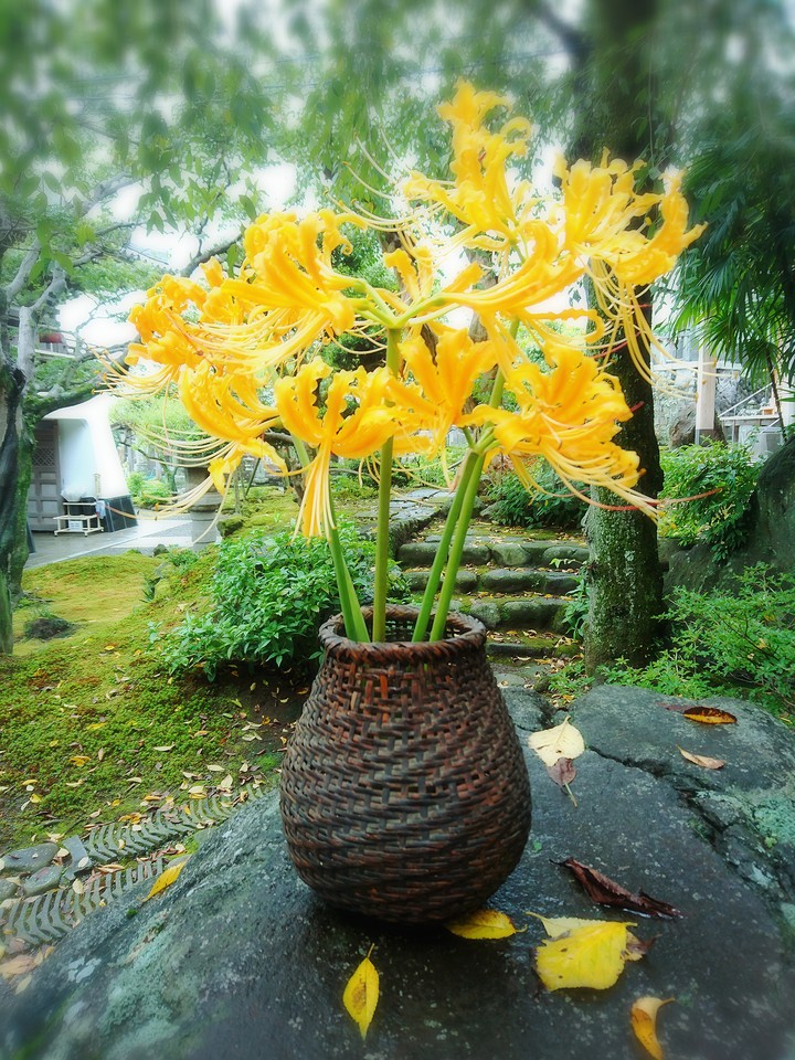 Lycoris  
Japanese garden