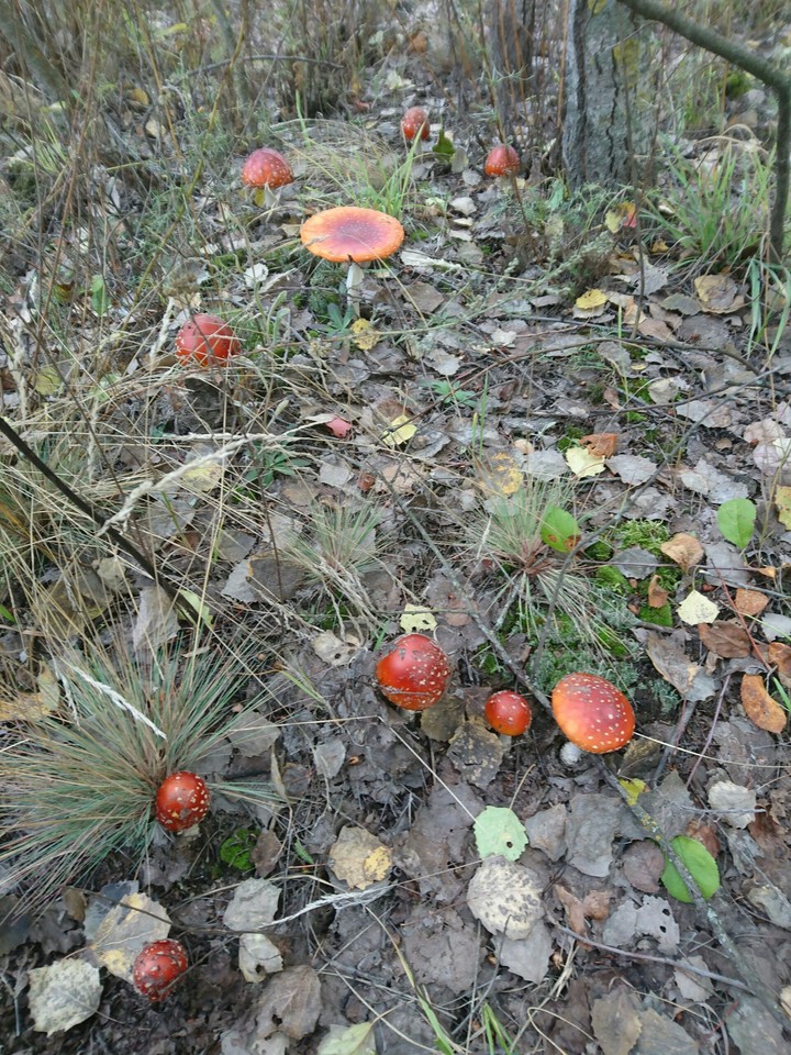 mushrooms