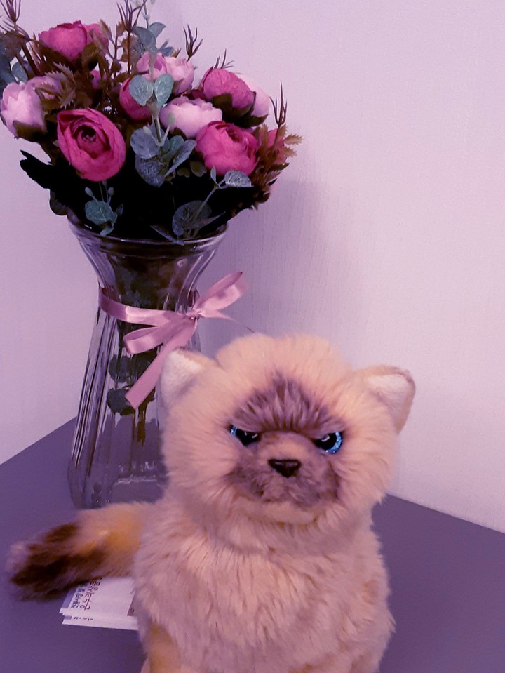 My cat Doll
