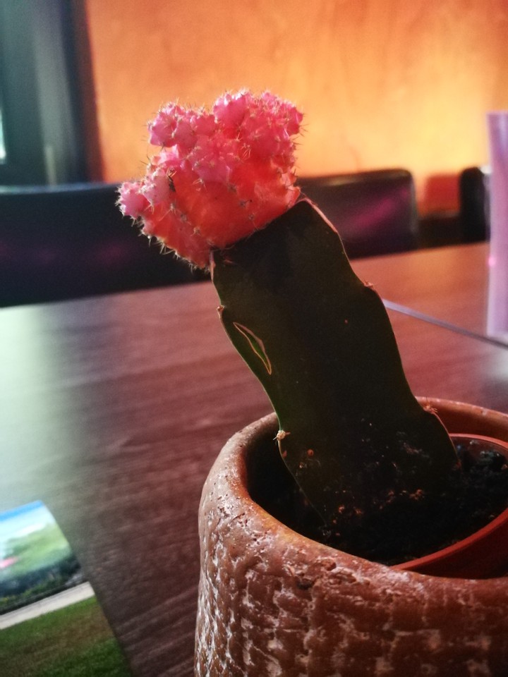 pink cactus