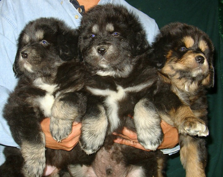 pups of Tibetan mastiff...