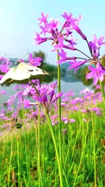 Live buterfly