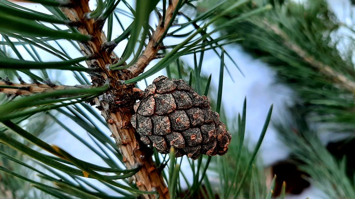tree