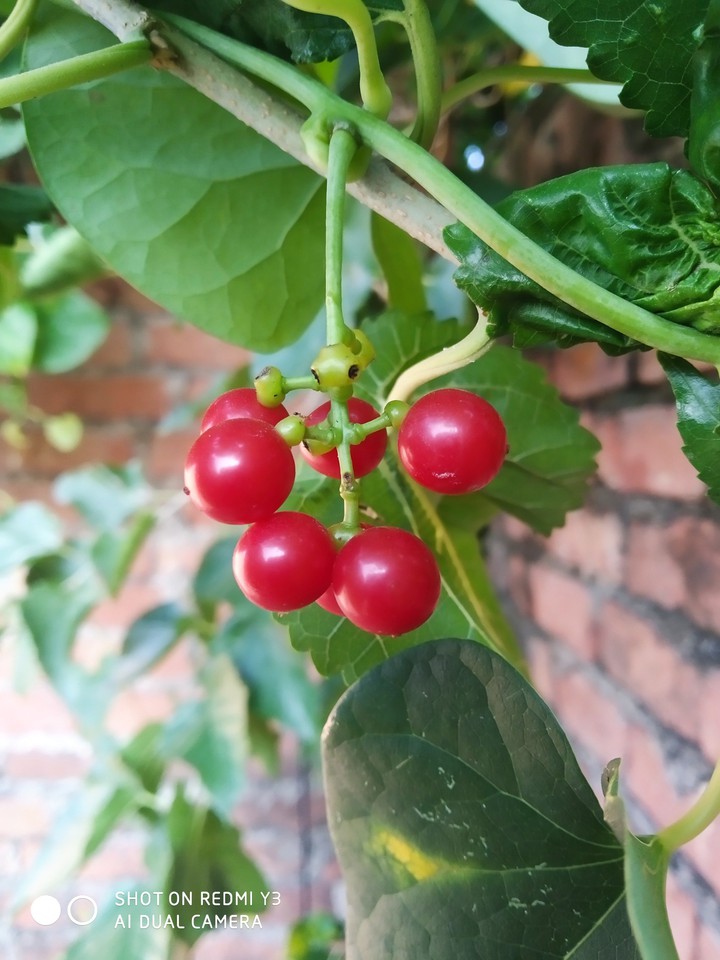 Red fruit