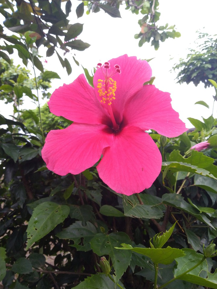 hibiscus