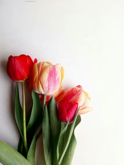 шпалери flower, Bud