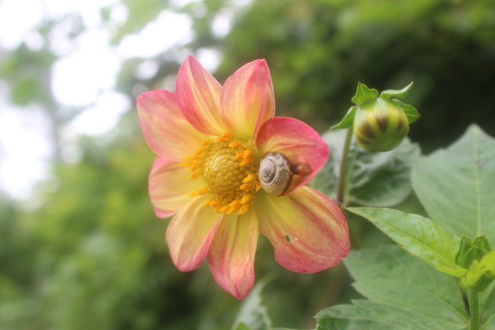 dahlia&snail