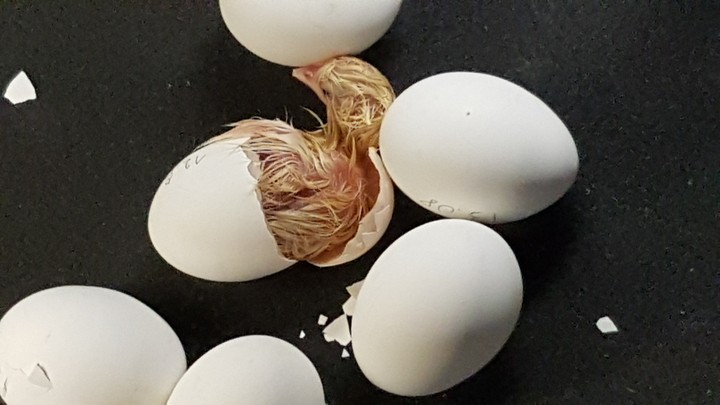 Born