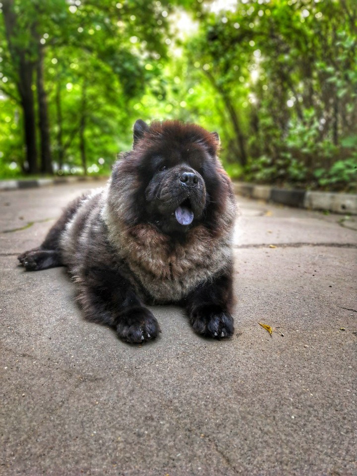 dog