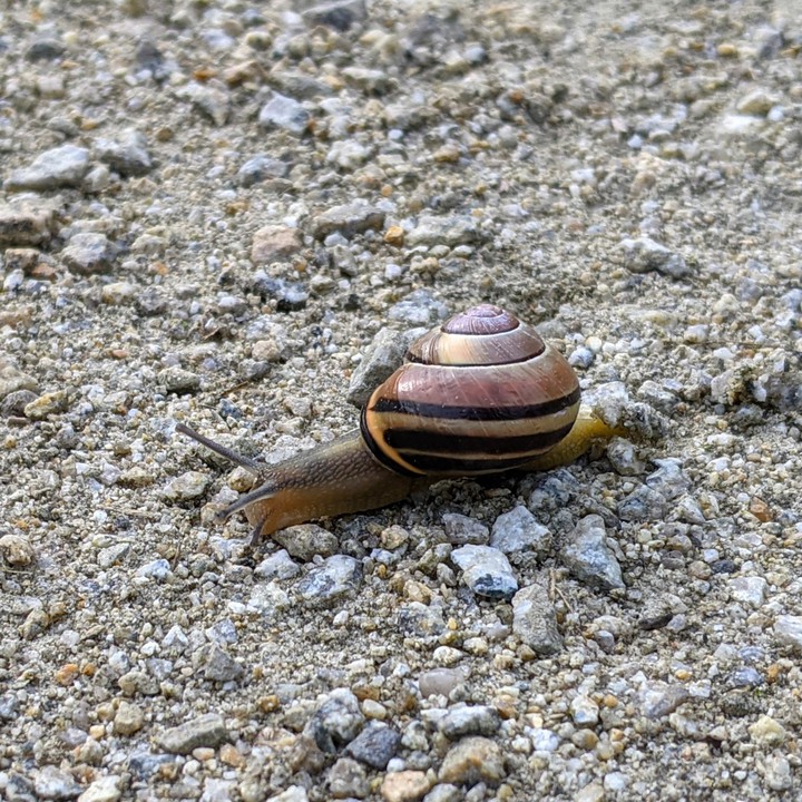 Snail