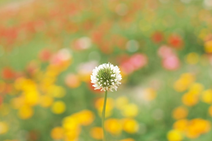 하얀 클로버