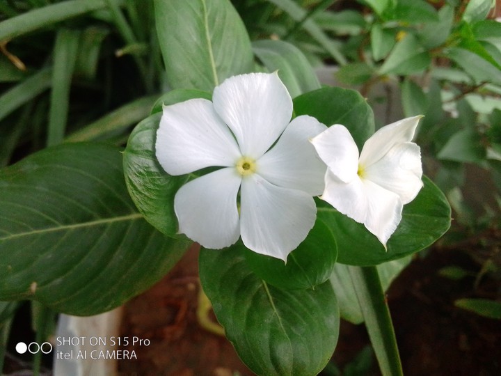 flower