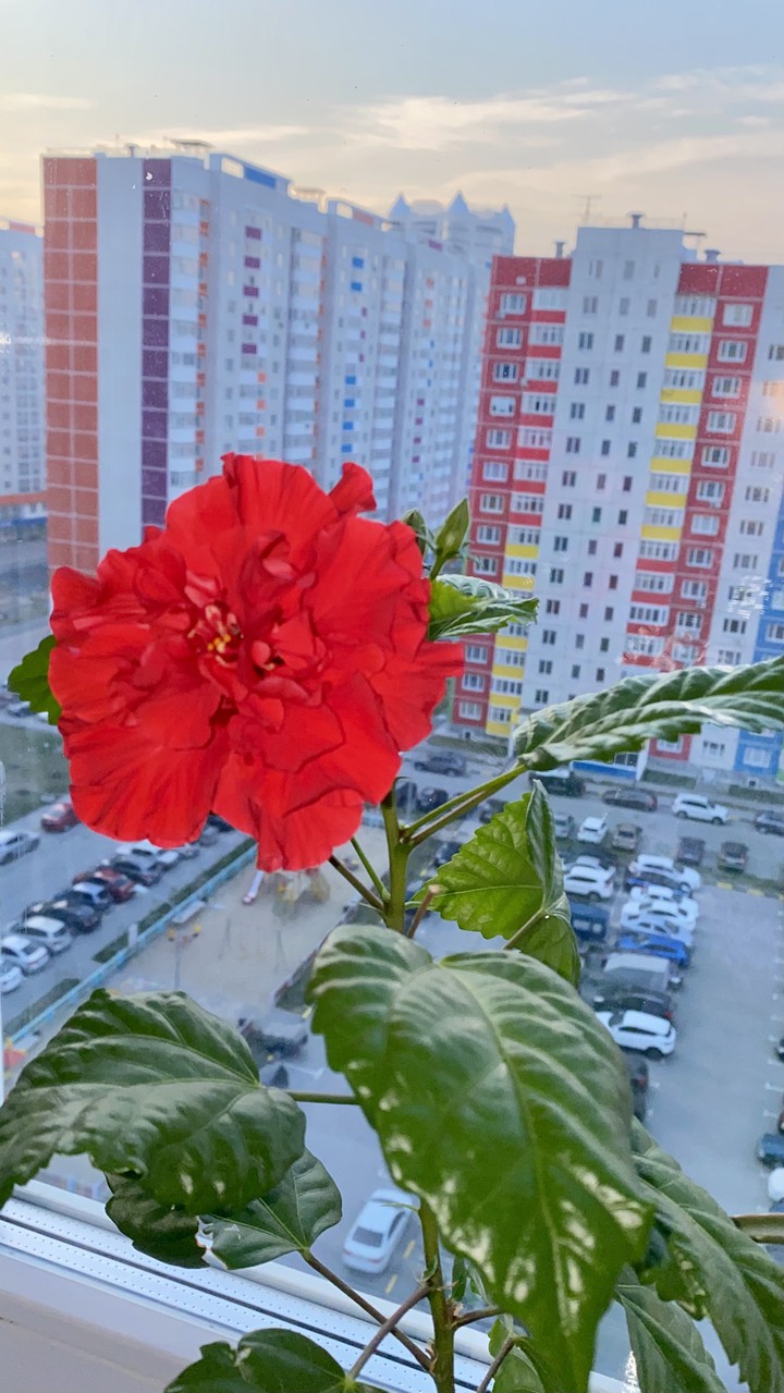 Утренняя роза