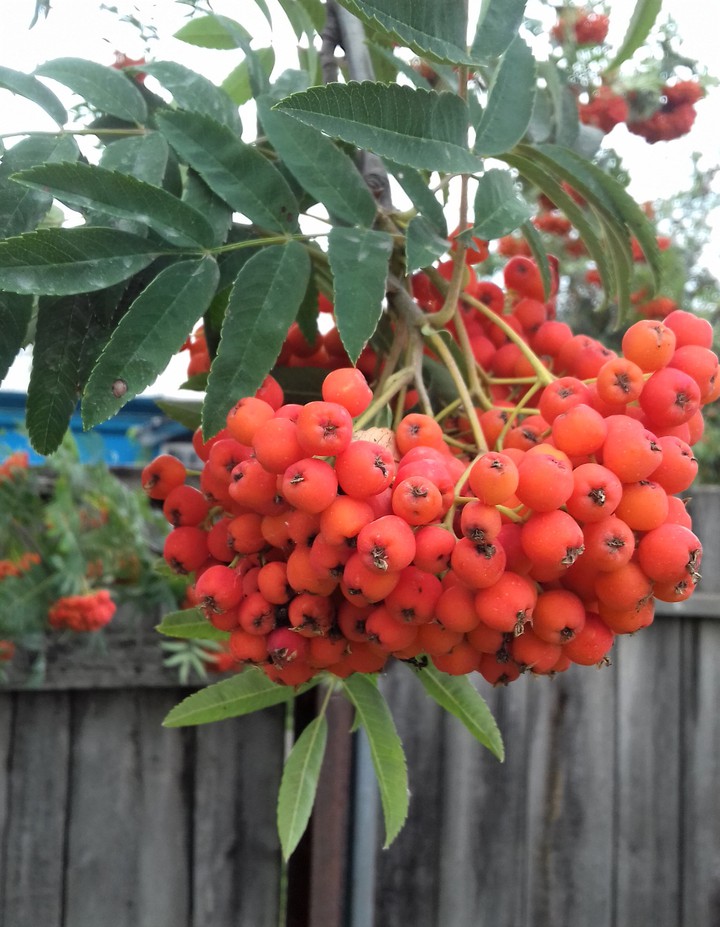 Rowan