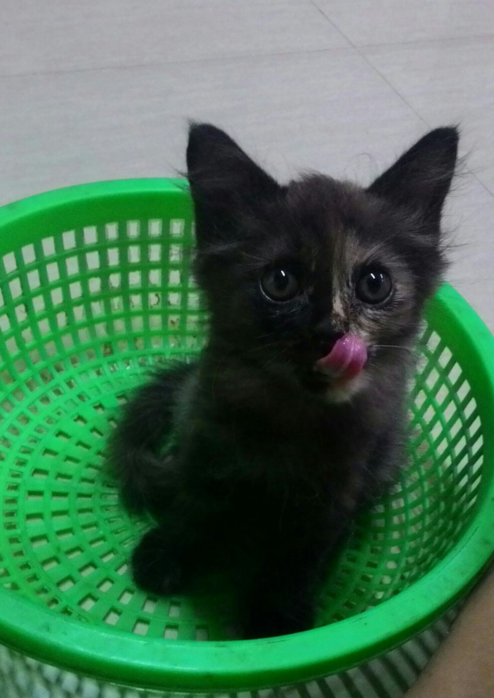 cat