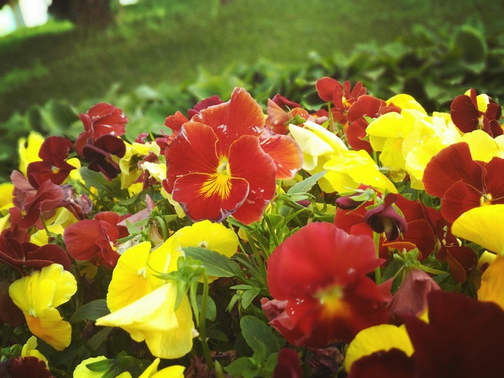 Flowers