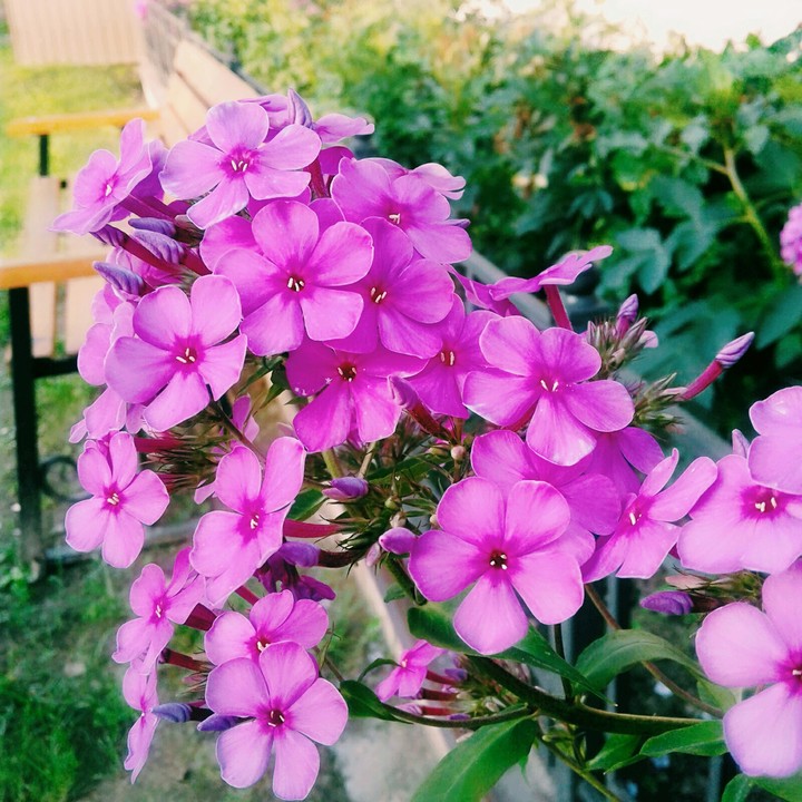 цветы