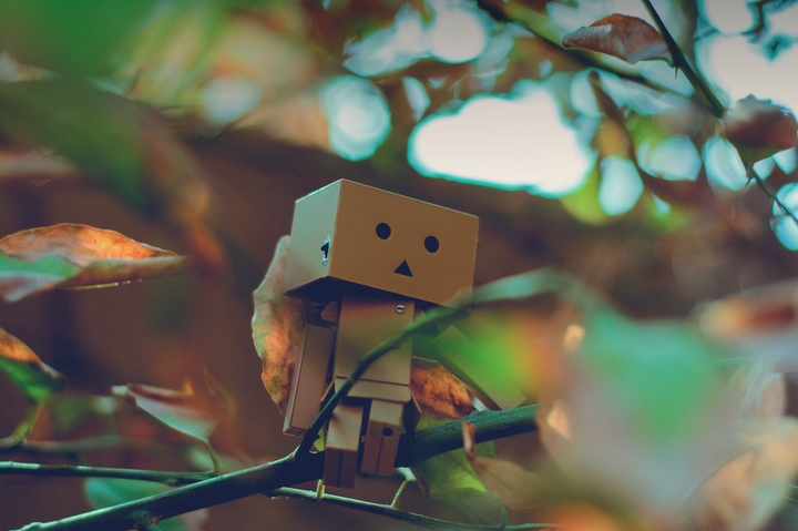 danbo