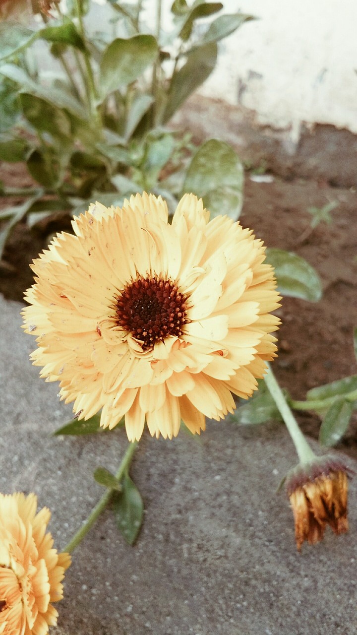 Flowers