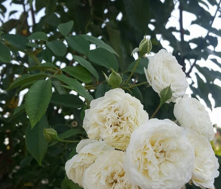 طبیعت ...گل سفید