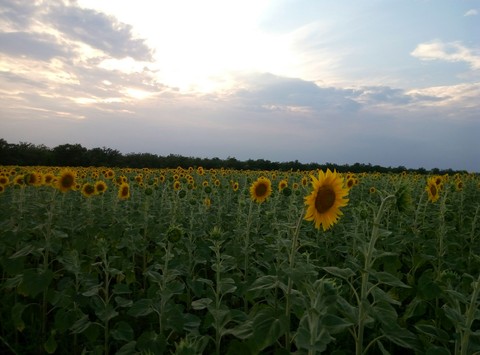 sfondi plant, flower