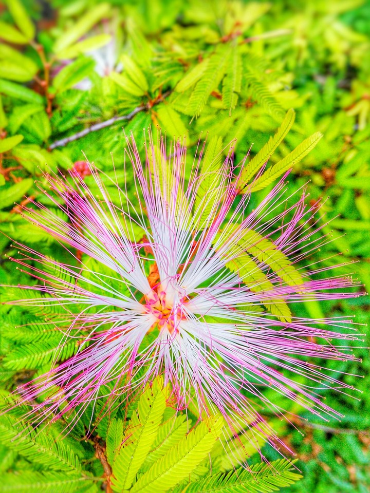 The Grass-Flower