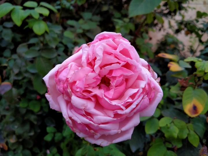 Pink flower