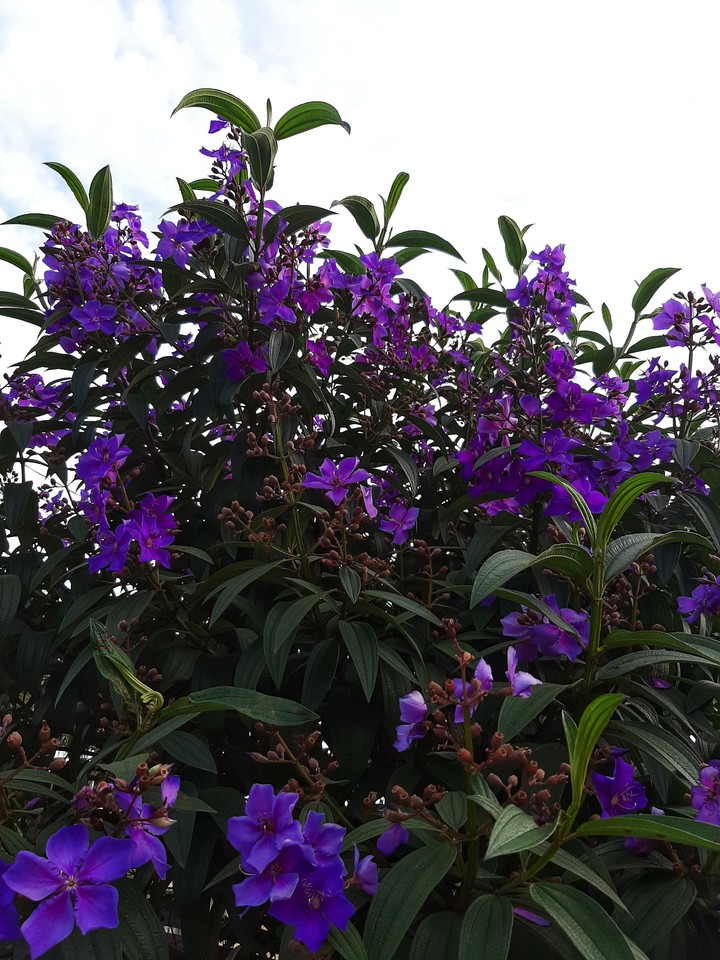 flowers