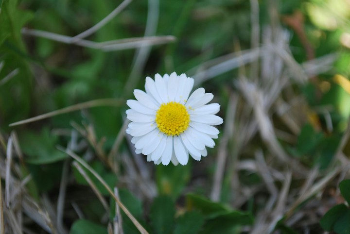 flower