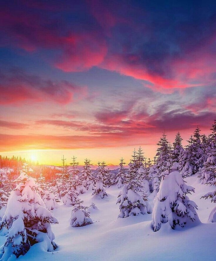 Snowy trees