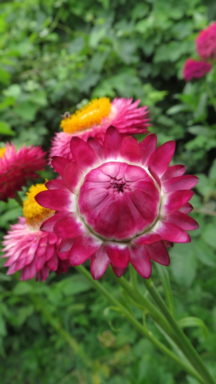 flowers
