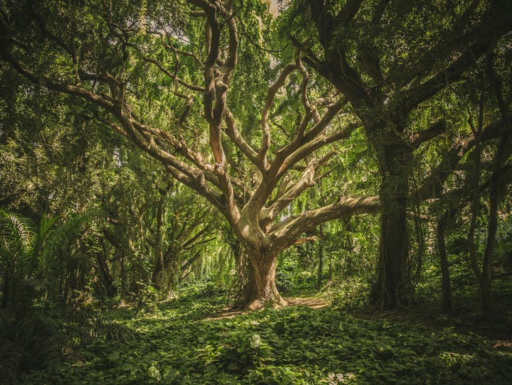 Growth Forest