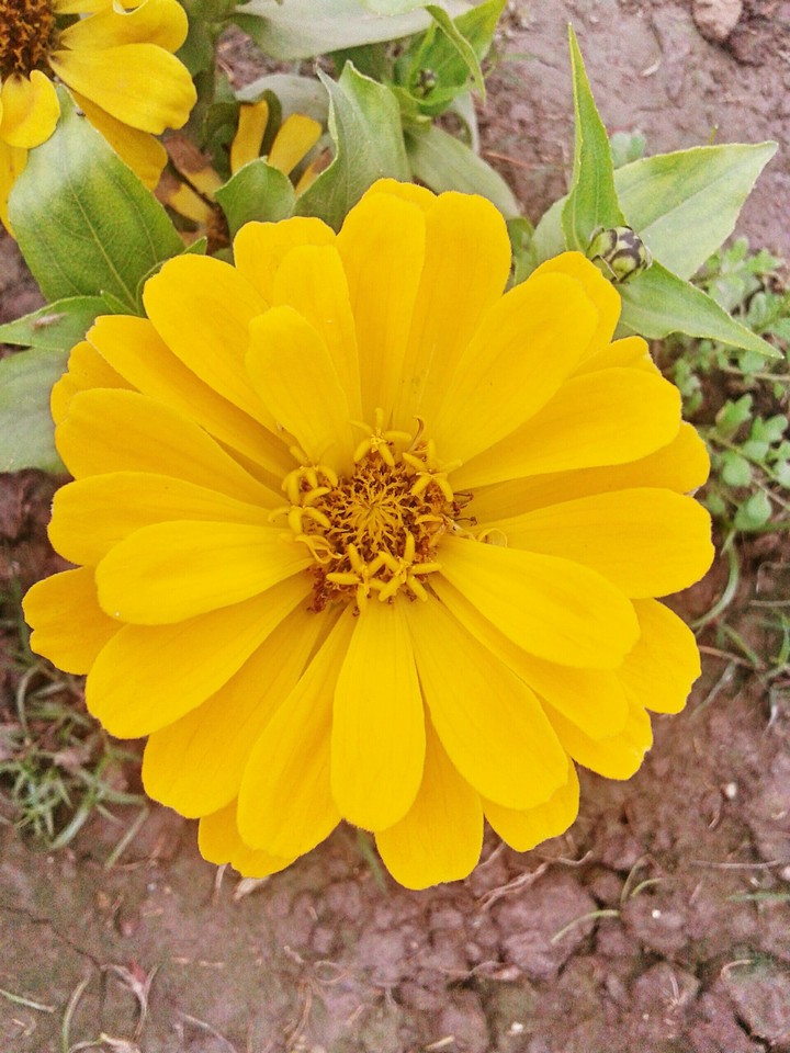 Yellow Flower