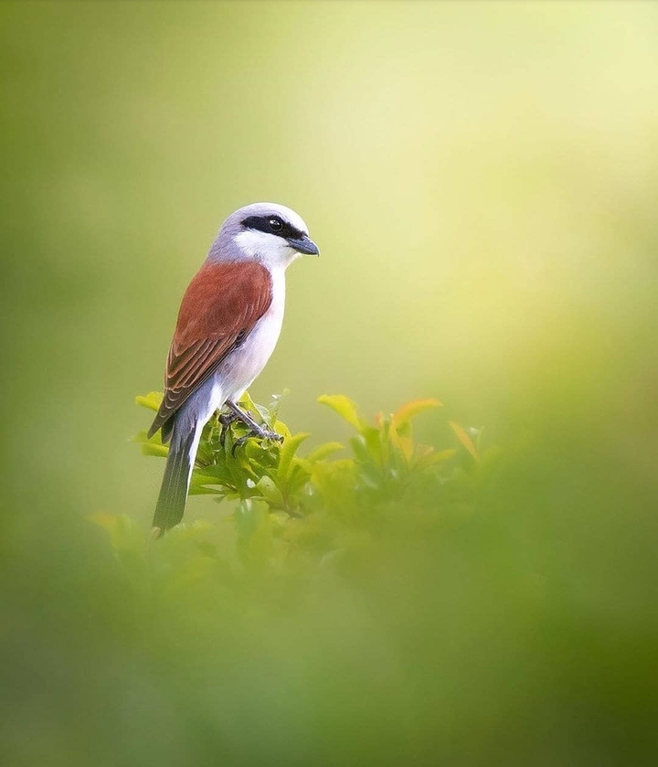 #bird