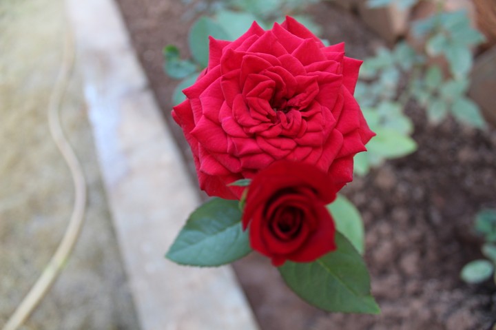 Roses- A bud & flower