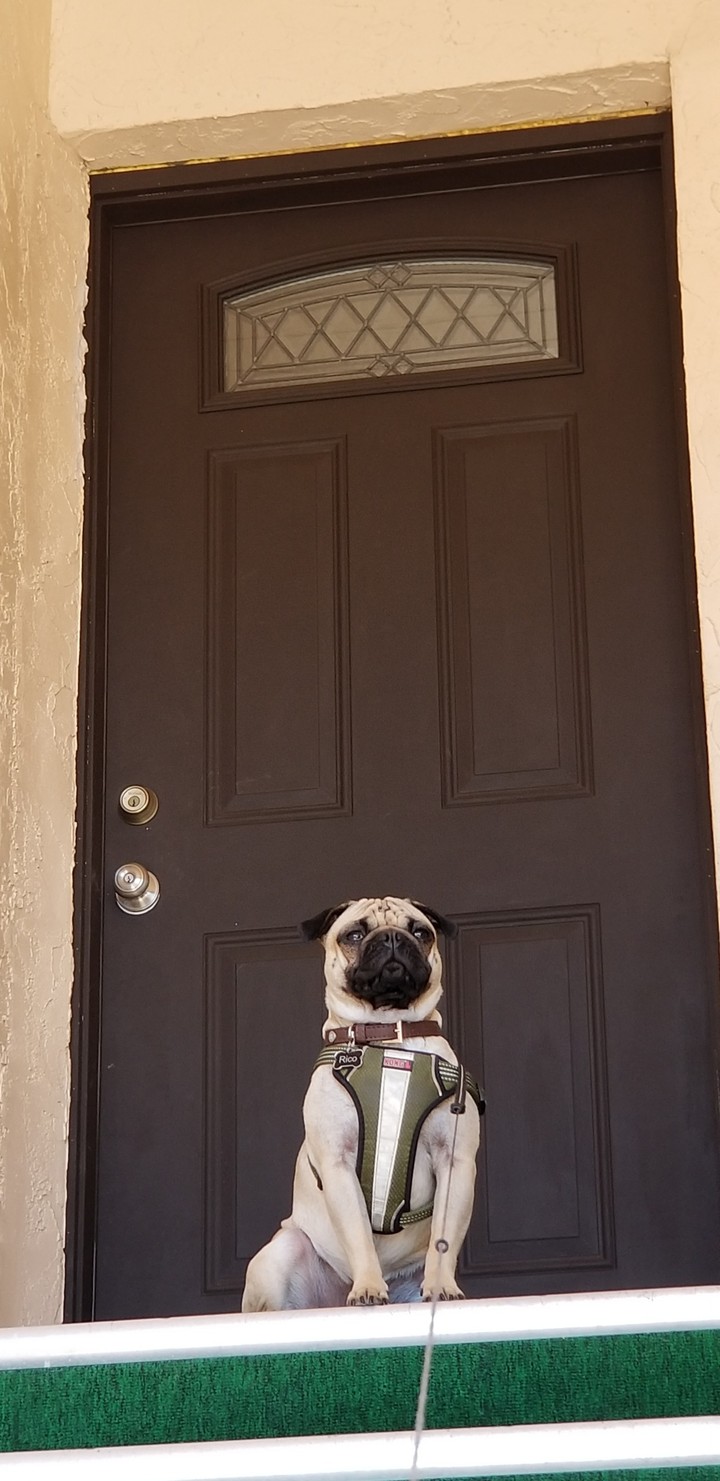 intently guarding  rico pug