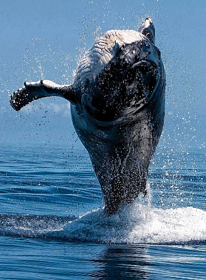 A Magnificent Breach