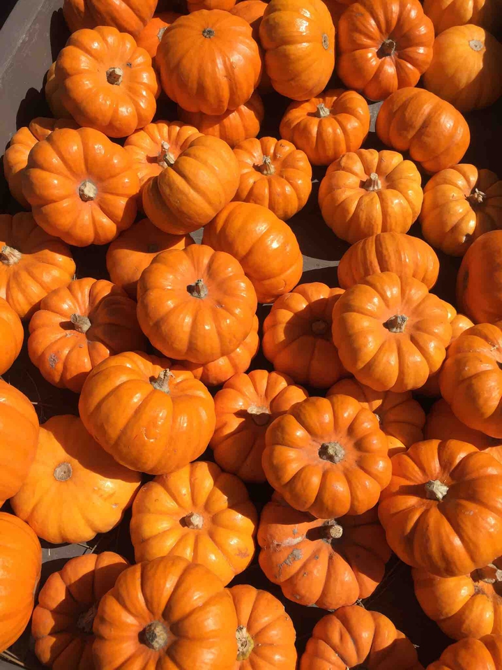 pumpkins