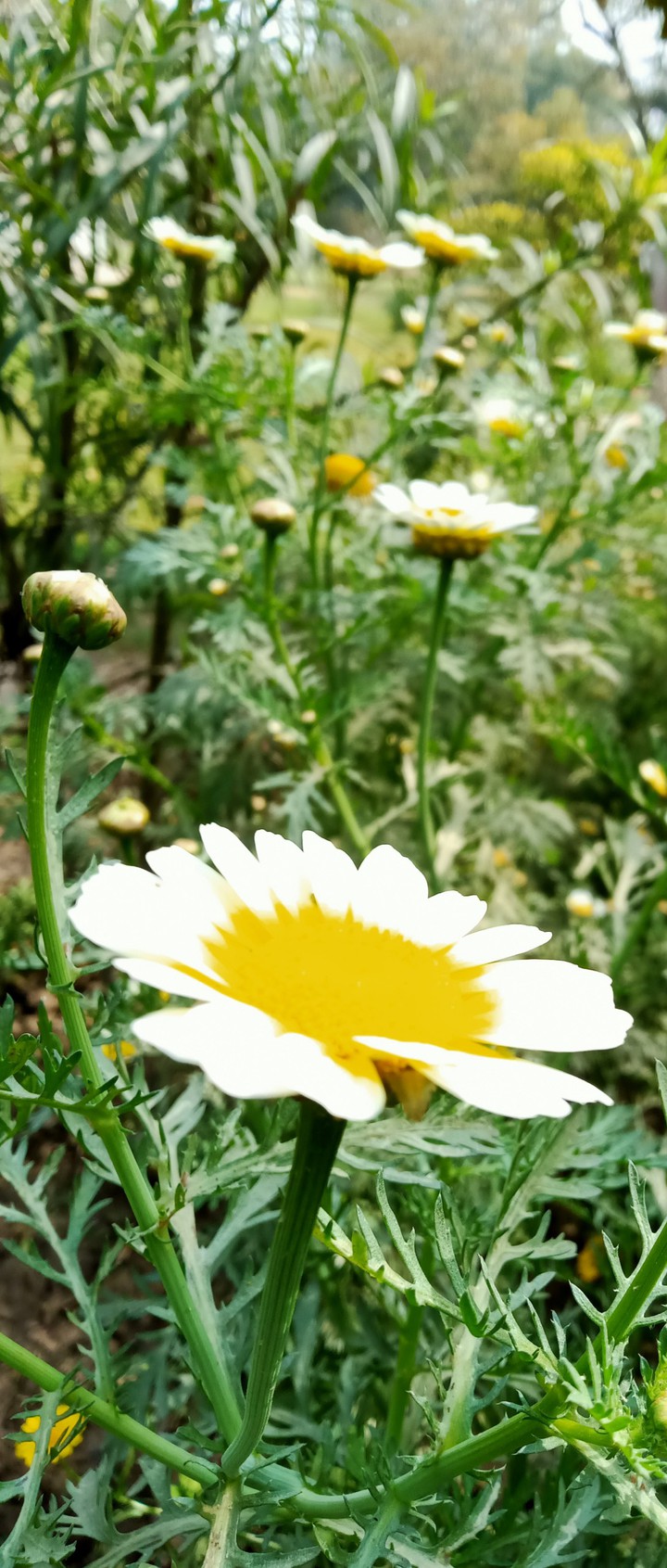 flower ?
