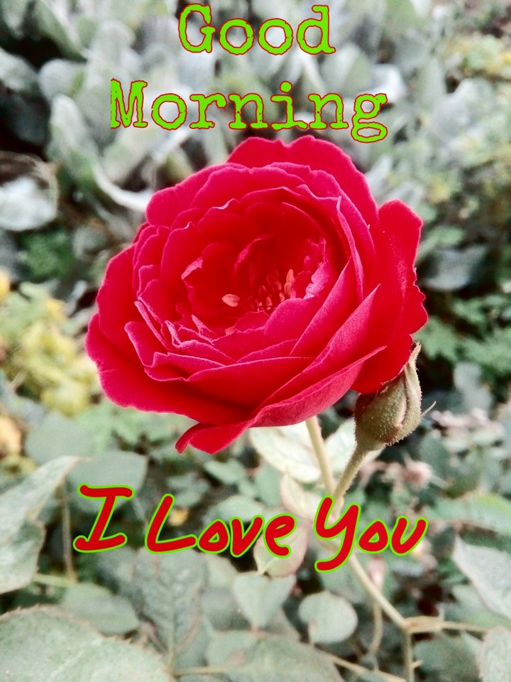 Morning's Red Rose