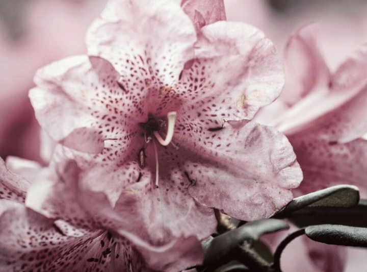 Pink flower