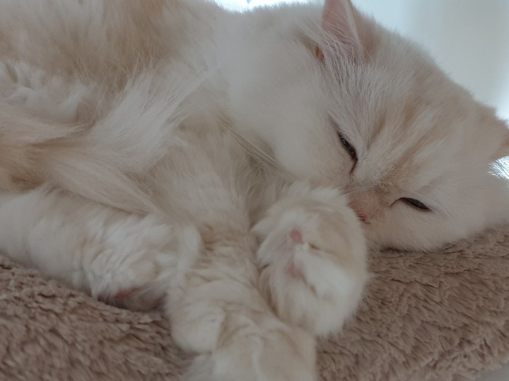 사랑스런 고양이. 치즈.